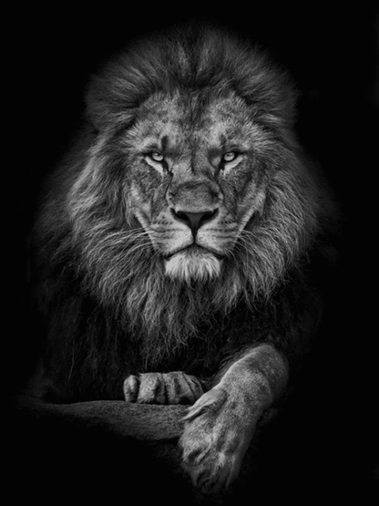 Özel Aslan - Hareketli Tablo