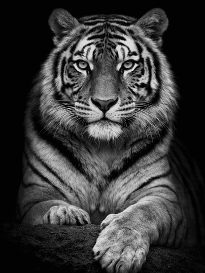 Özel Aslan - Hareketli Tablo