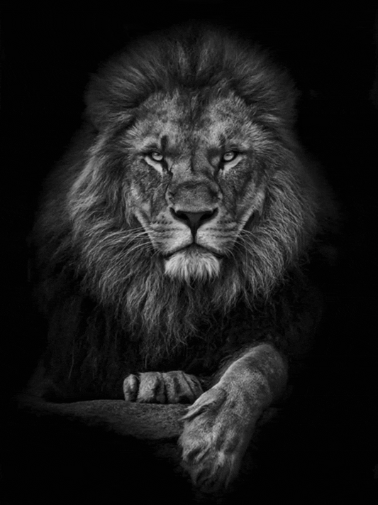 Özel Aslan - Hareketli Tablo